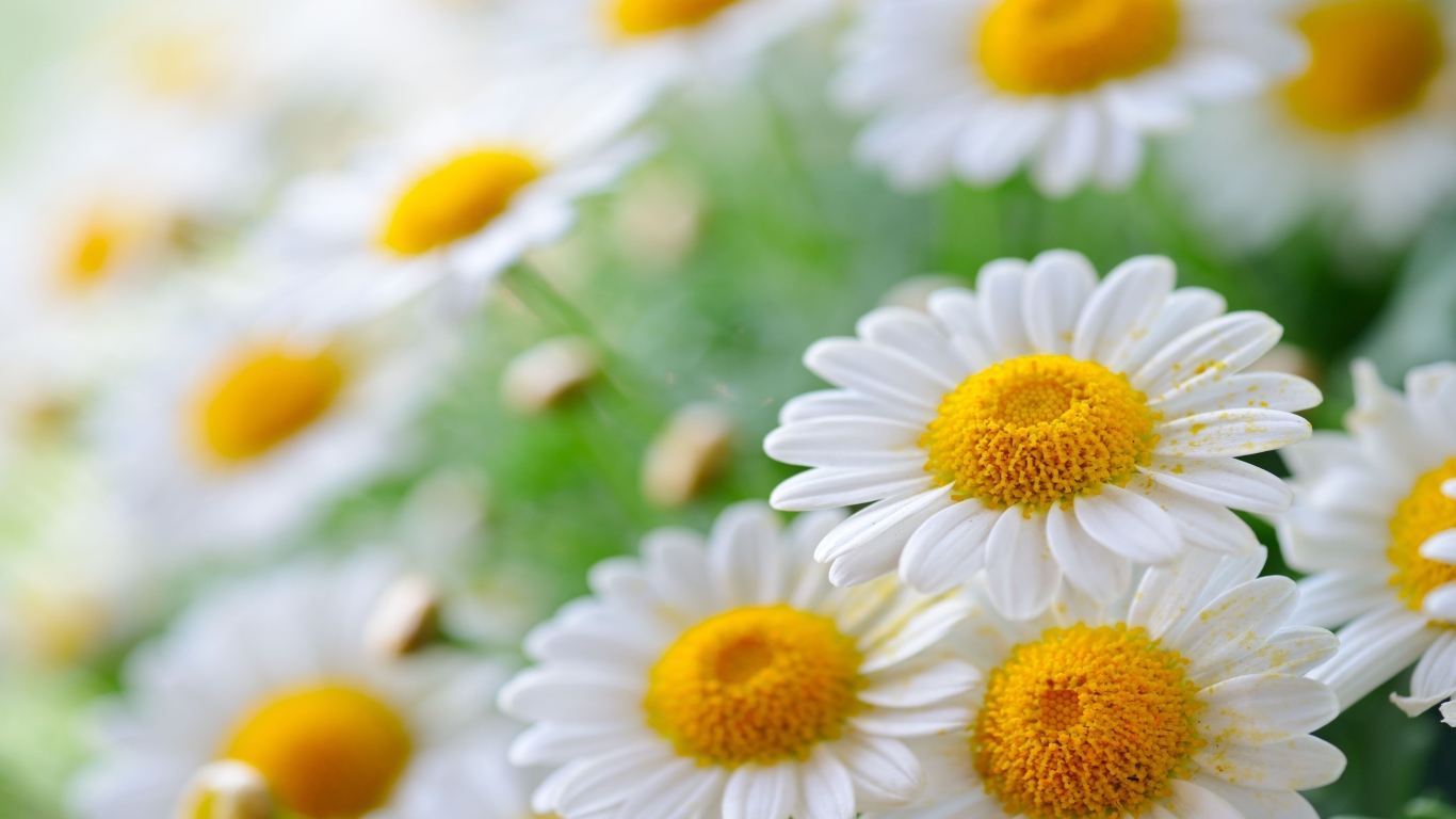 Daisy Flower for 1366 x 768 HDTV resolution