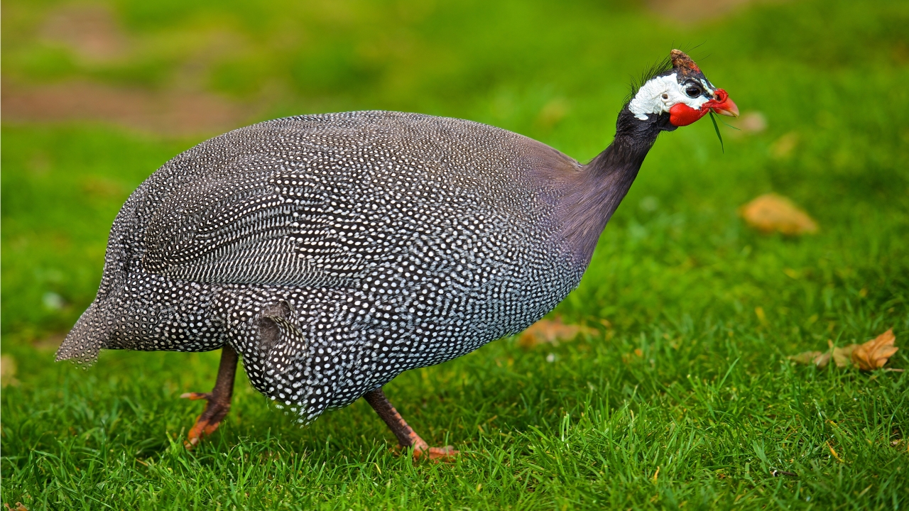 Helmeted Guineafowl  for 1280 x 720 HDTV 720p resolution