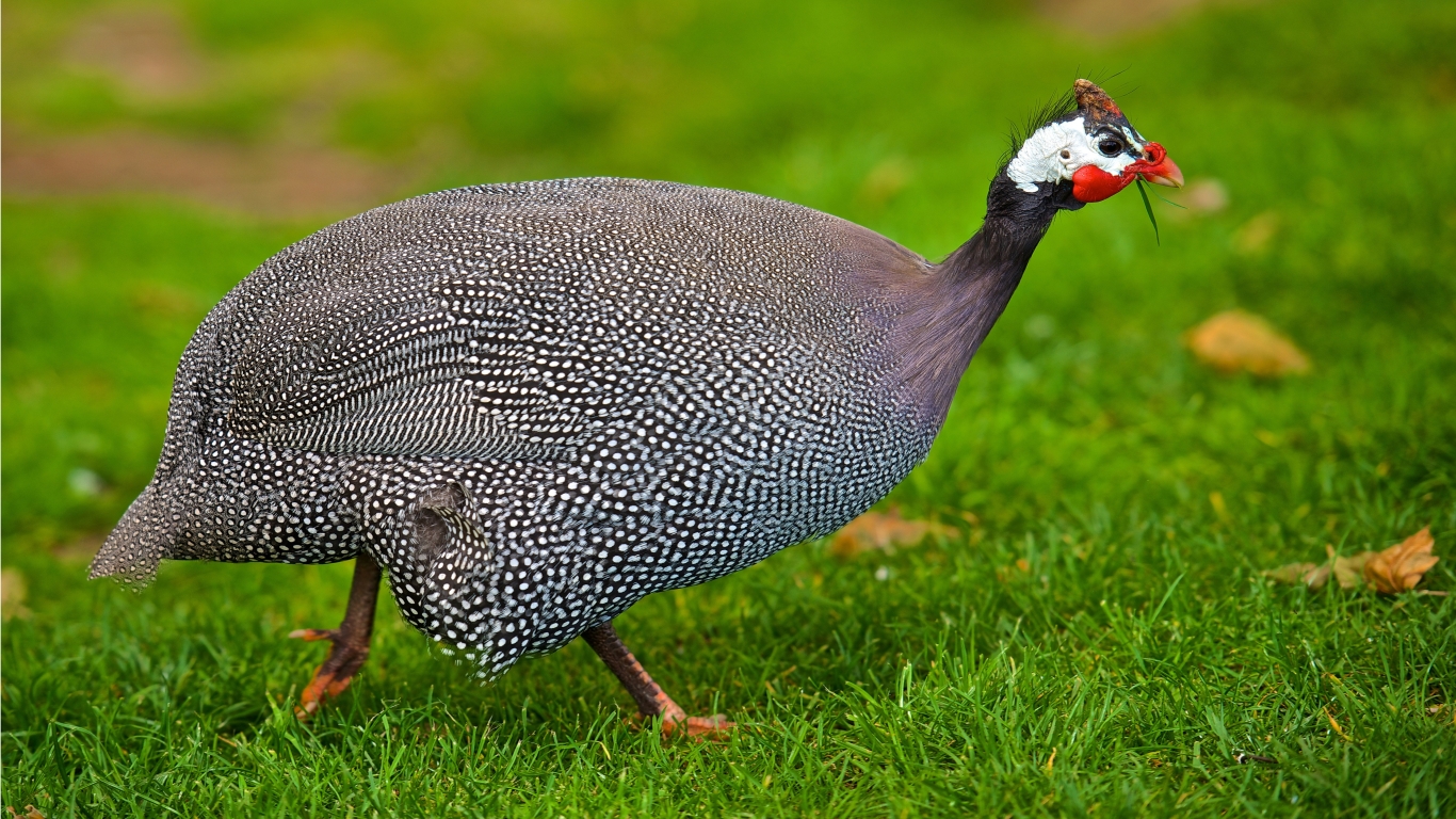 Helmeted Guineafowl  for 1366 x 768 HDTV resolution