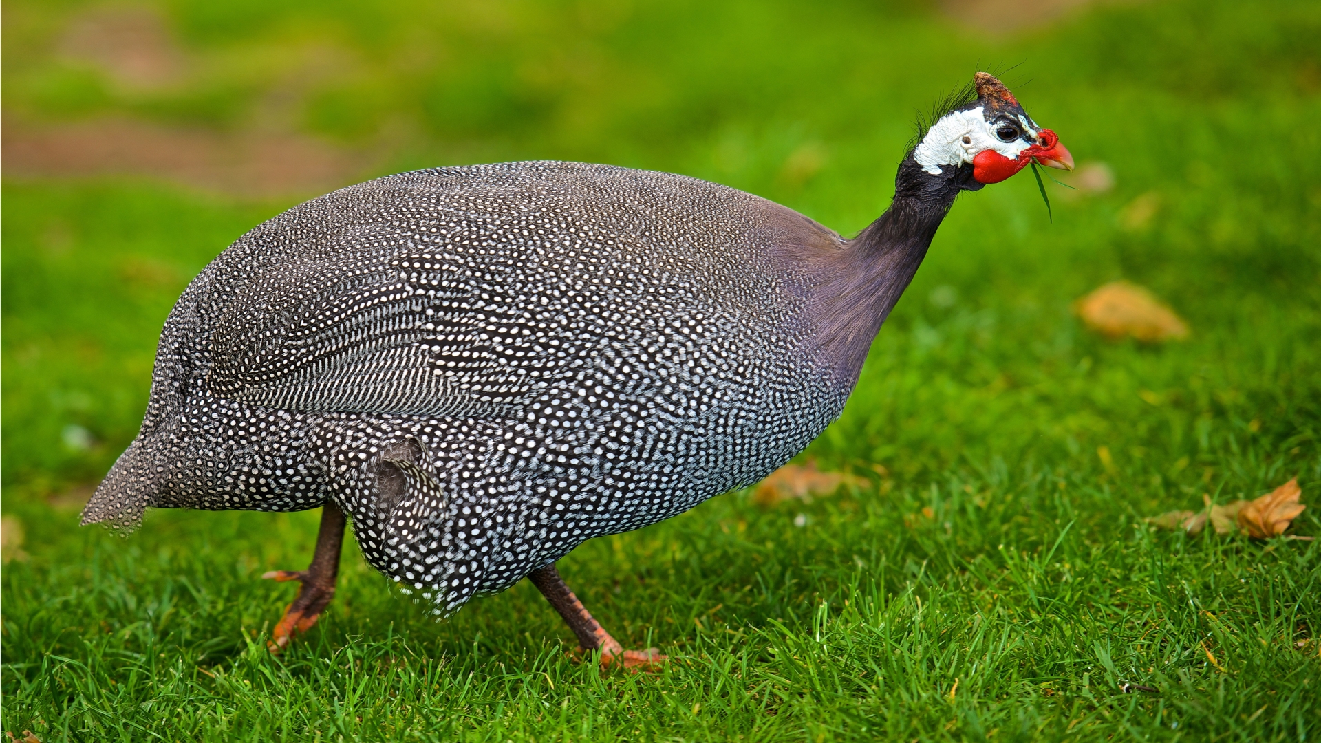 Helmeted Guineafowl  for 1920 x 1080 HDTV 1080p resolution