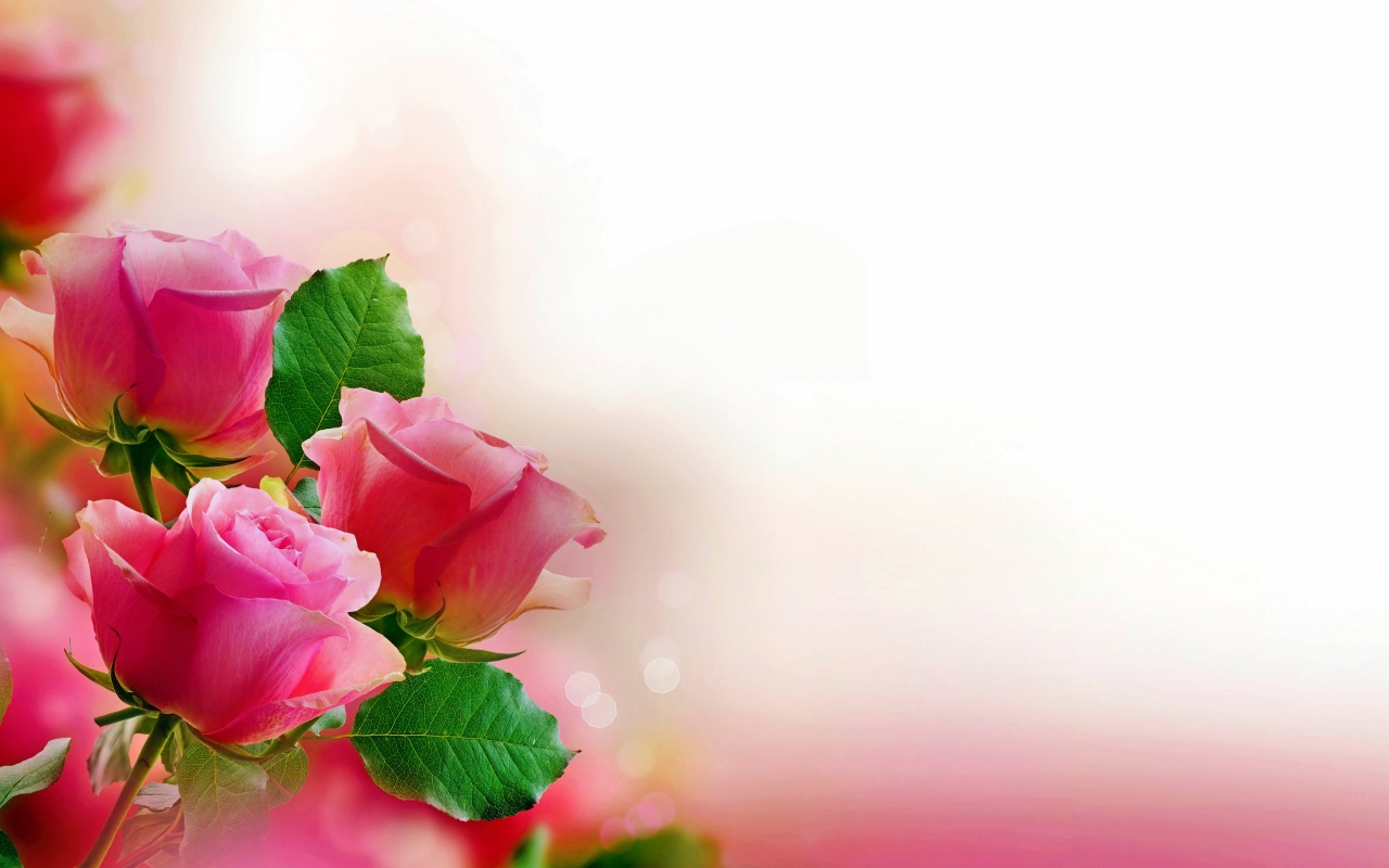 Pink Roses for 1280 x 800 widescreen resolution