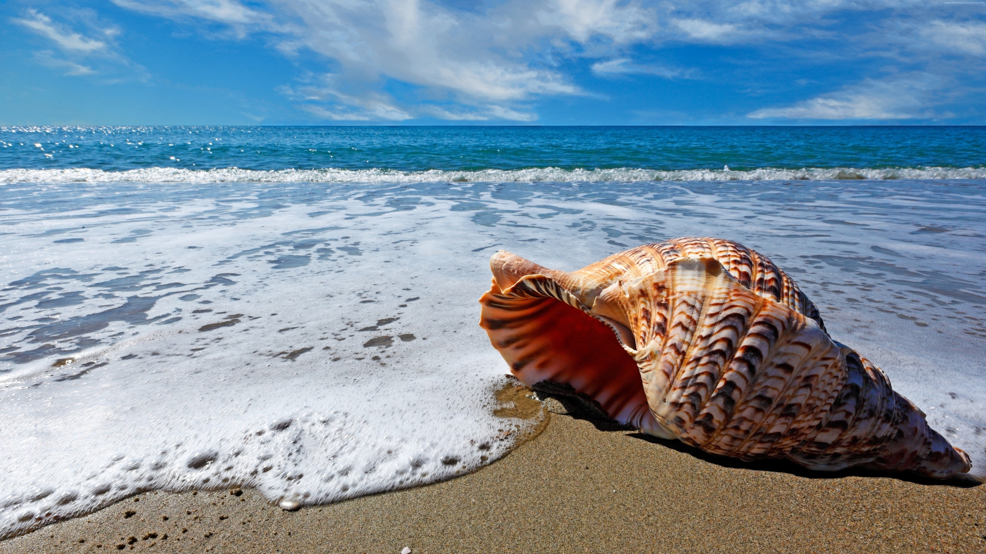 Sea Shell on Sea Shore for 1920 x 1080 HDTV 1080p resolution