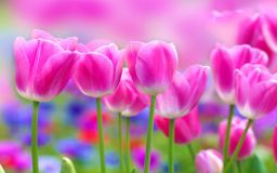 Pink Tulips Wallpaper