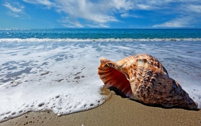 Sea Shell on Sea Shore Wallpaper